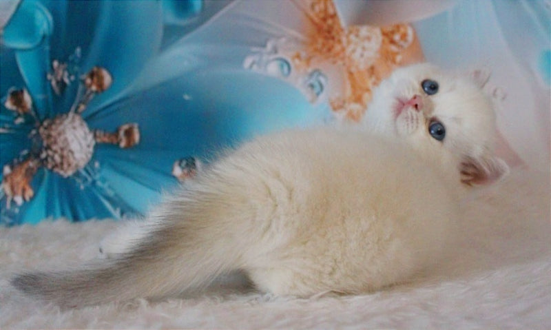 Grey British Shorthair male, blue golden chinchilla