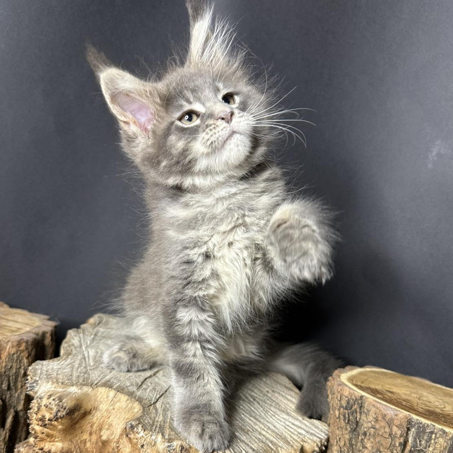 Piper Maine Coon female, blue tabby