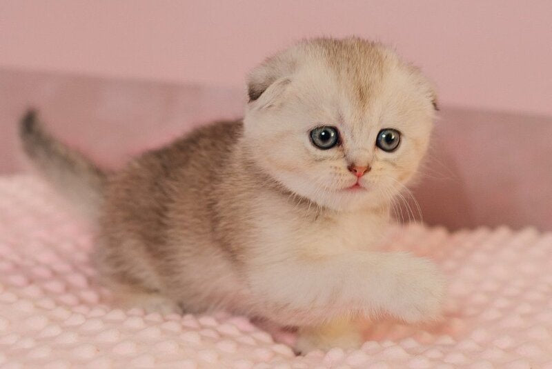 Vivian Scottish Fold female, black silver ticked tabby