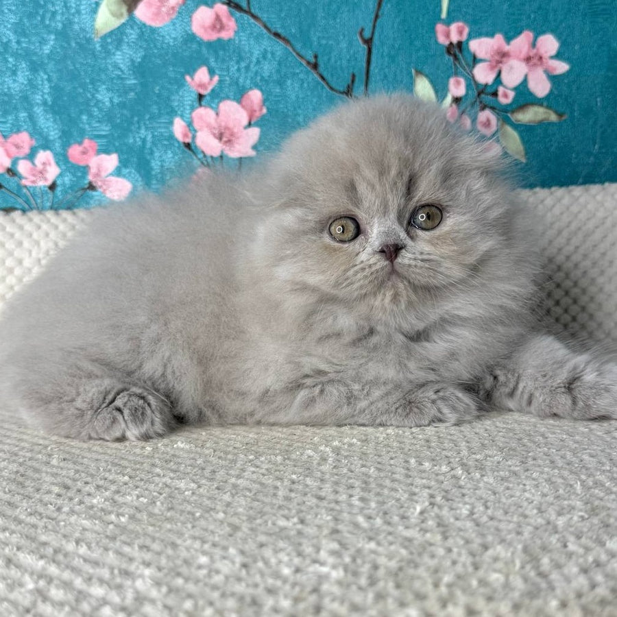 Kitty Scottish Fold female, lilac