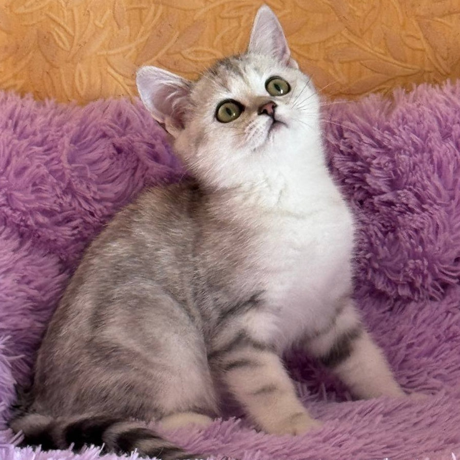 Stefani British Shorthair female, black silver tabby