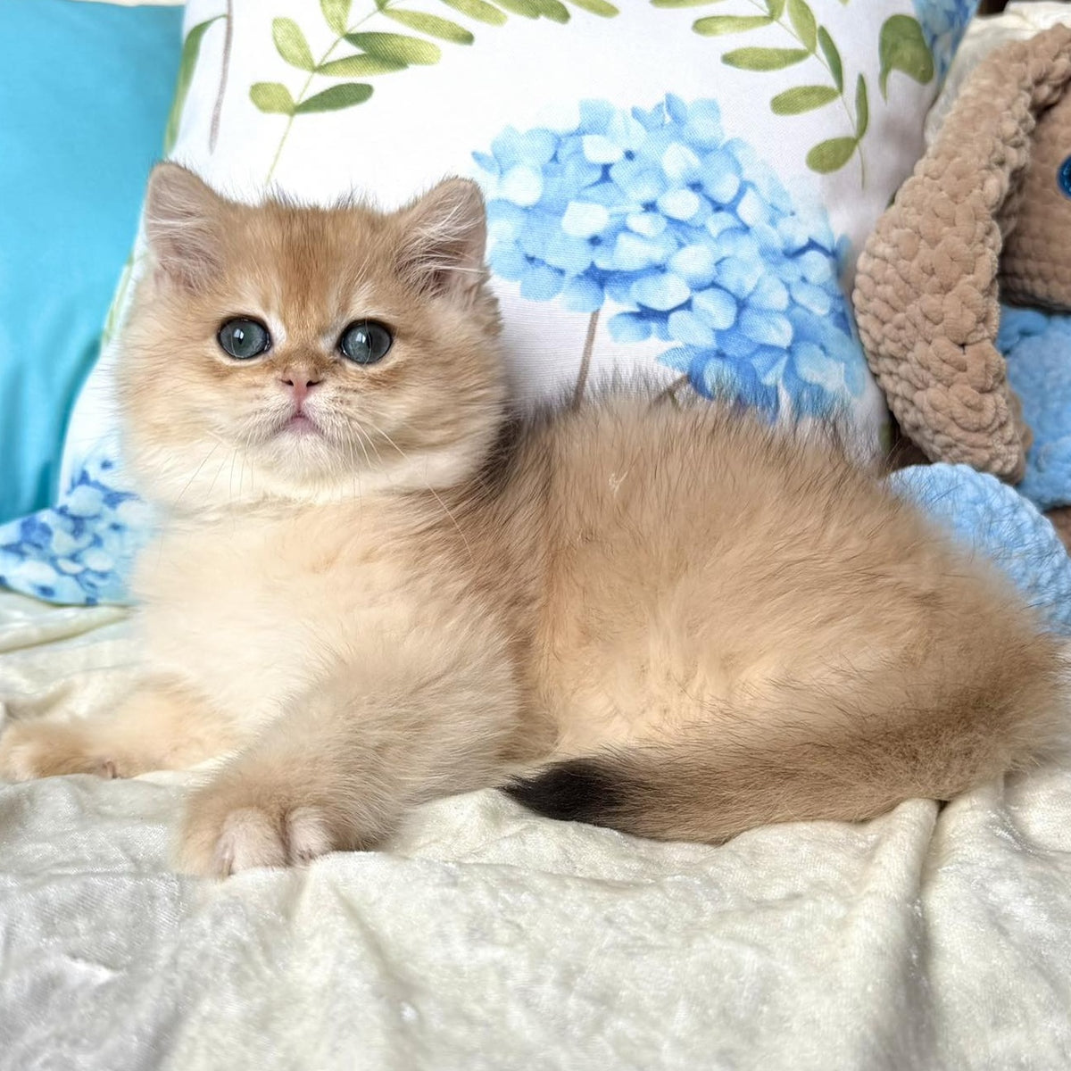 Sabrina British Shorthair female, black golden chinchilla