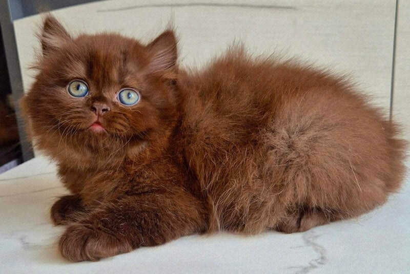 Tomas British Longhair male, chocolate