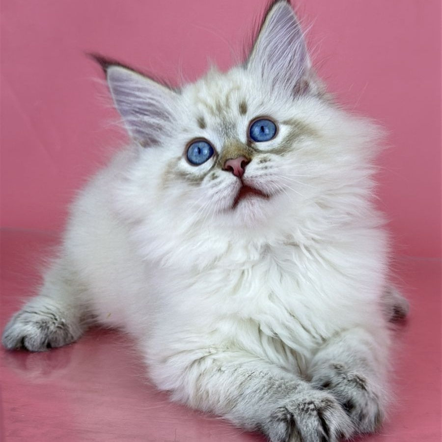 Bastian Siberian male, seal tabby pointed
