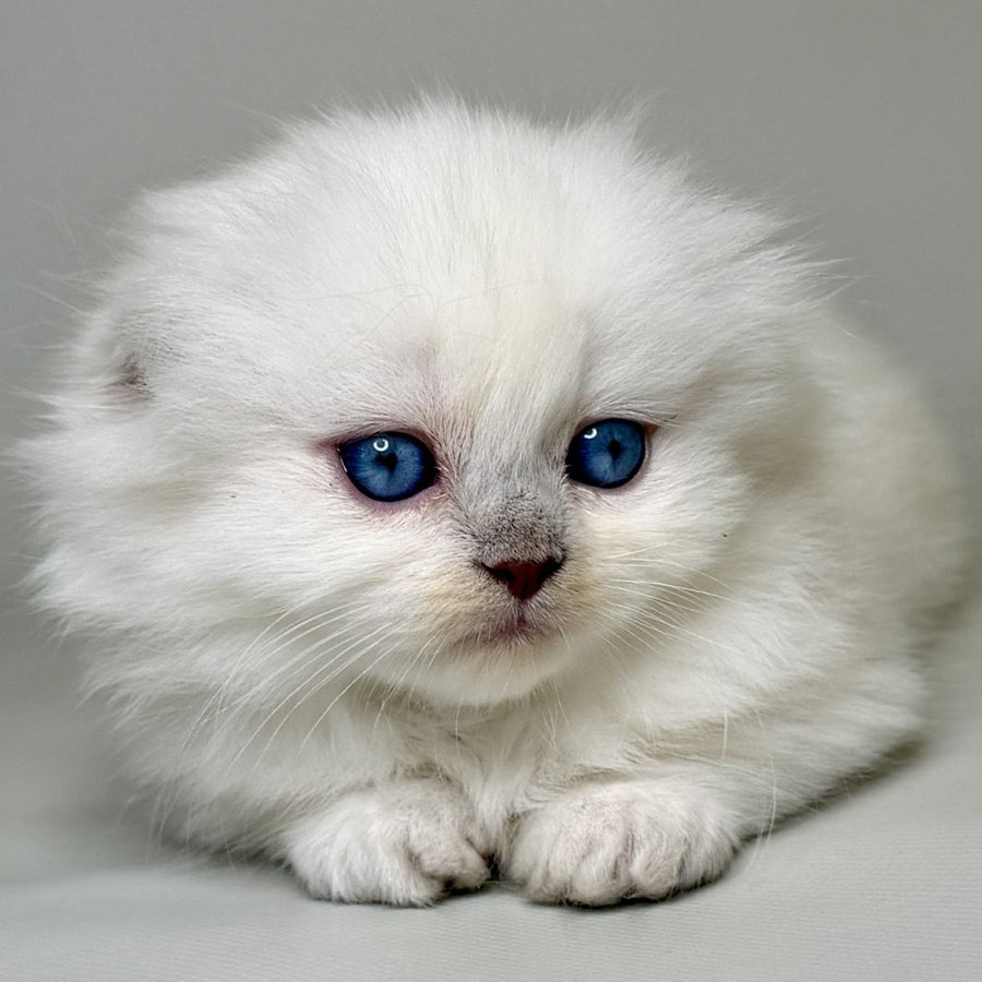 Stormy Munchkin female, blue shaded pointed