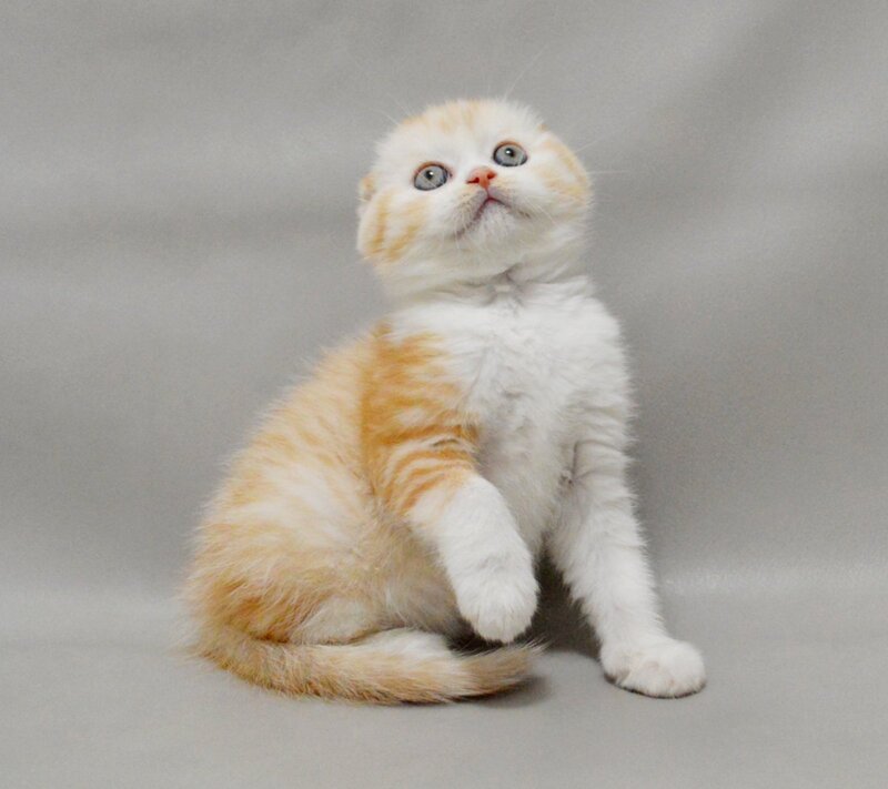 Vincent Scottish Fold male red silver spotted tabby bicolour - live animals
