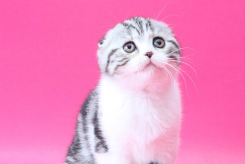 Rihanna Scottish Fold female black silver tabby bicolour live animals