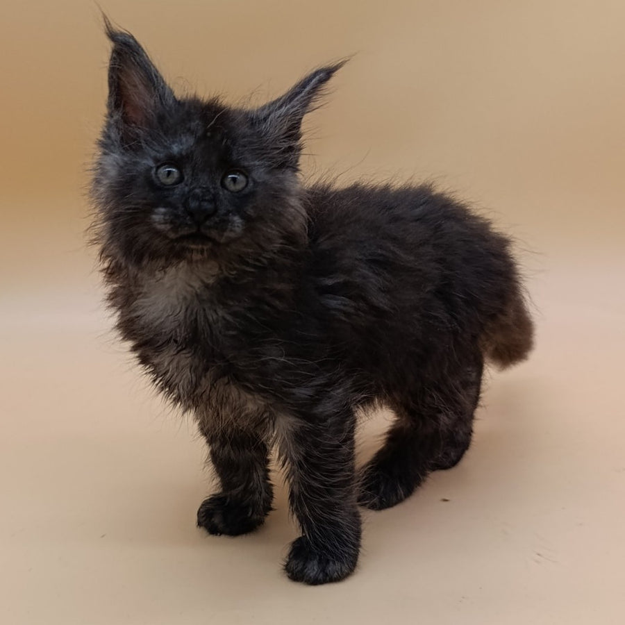 Odin Maine Coon male, black silver