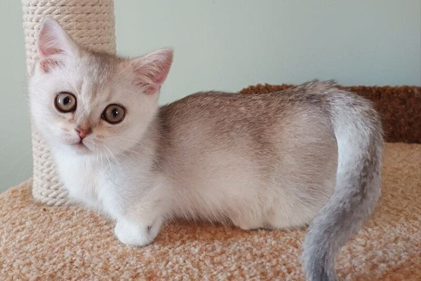 Mickey Munchkin male black silver shaded - live animals