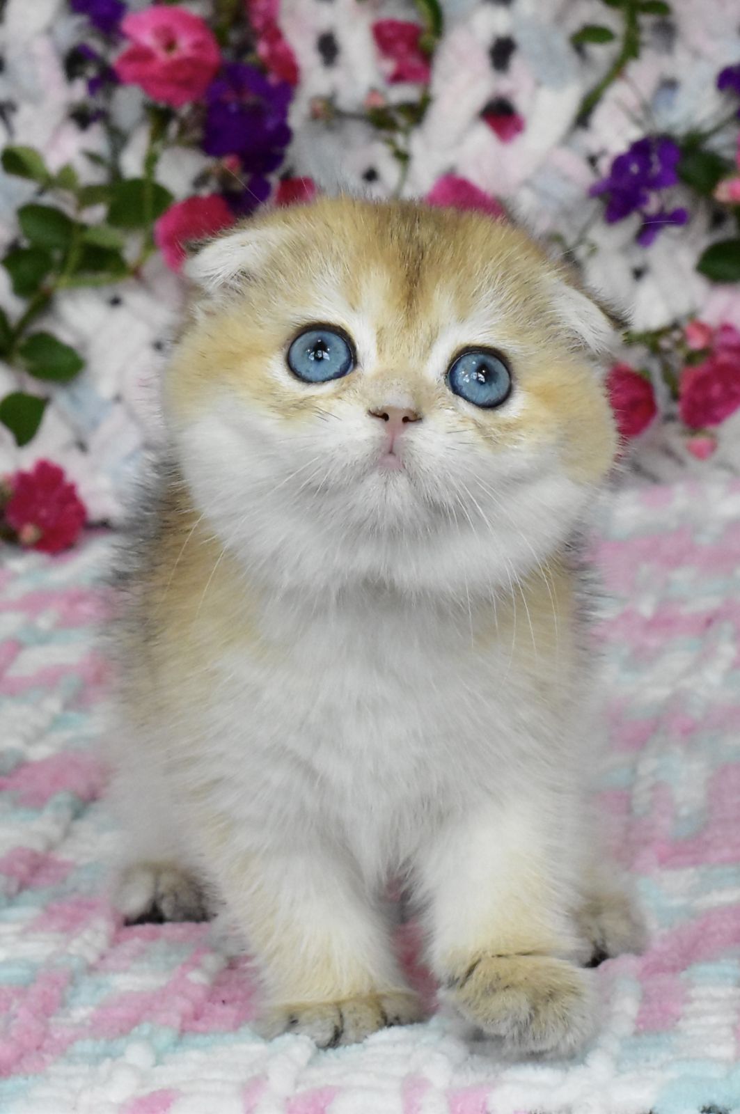 Ulyasha Scottish Fold female, black golden shaded