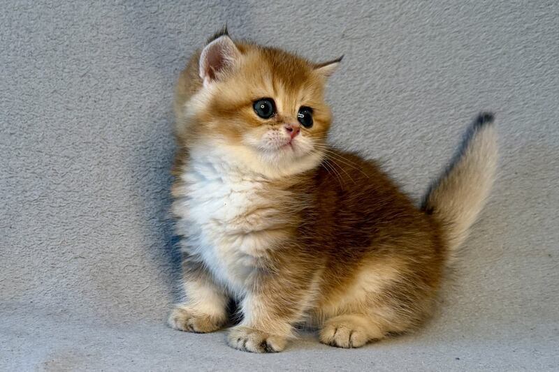 Lumiq Munchkin male black golden ticked tabby - live animals