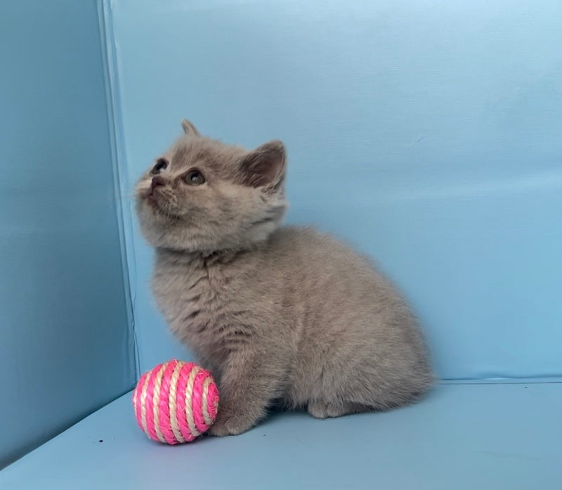 Yarina British Shorthair female lilac - live animals