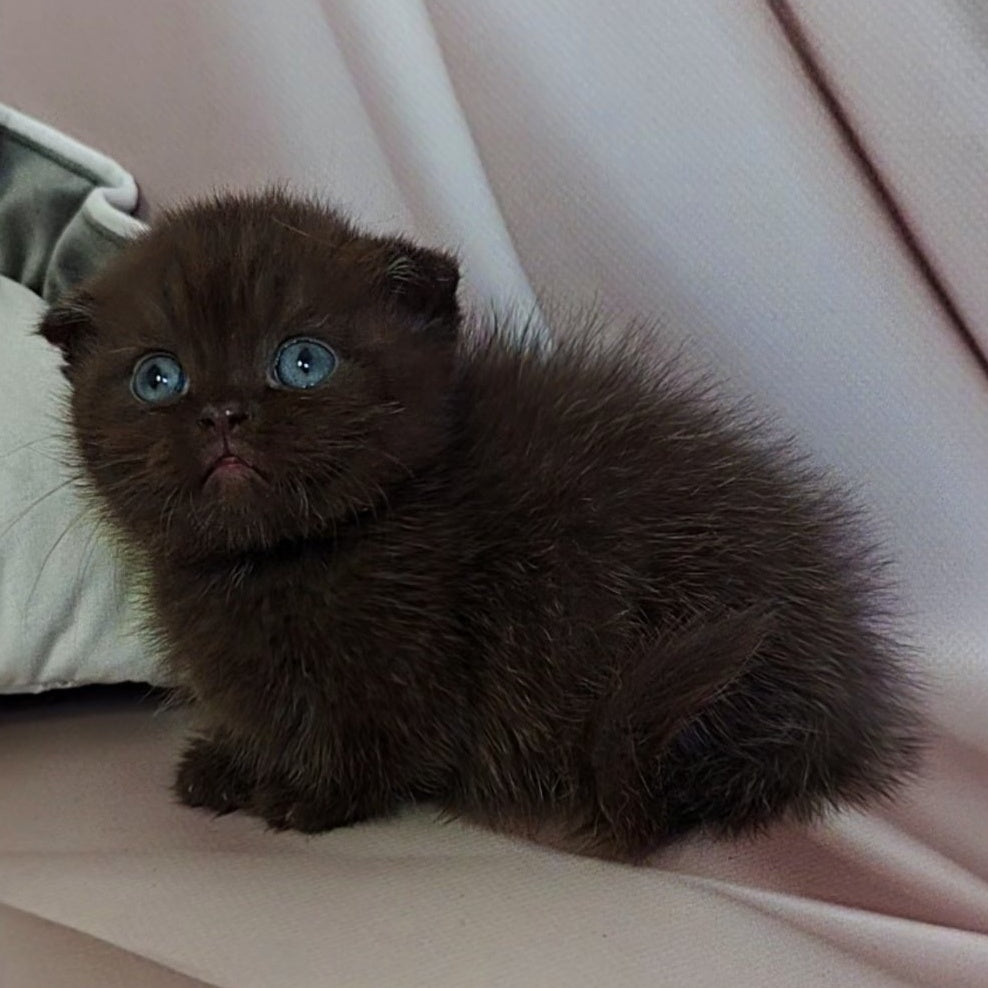 Atlas Munchkin male, black