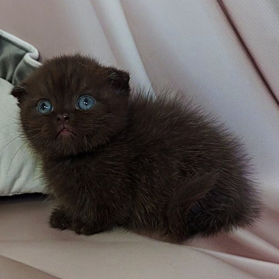 Atlas Munchkin male, black
