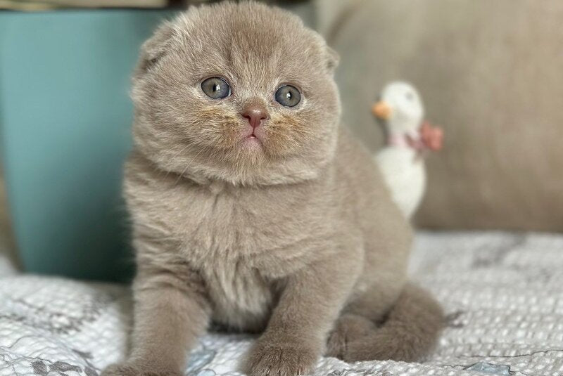 Nala Scottish Fold female, lilac
