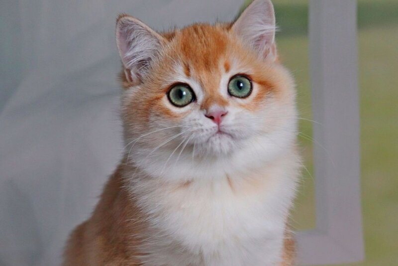 Quentin British Shorthair male, black golden shaded