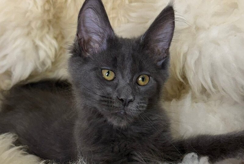 Quix Maine Coon male, blue