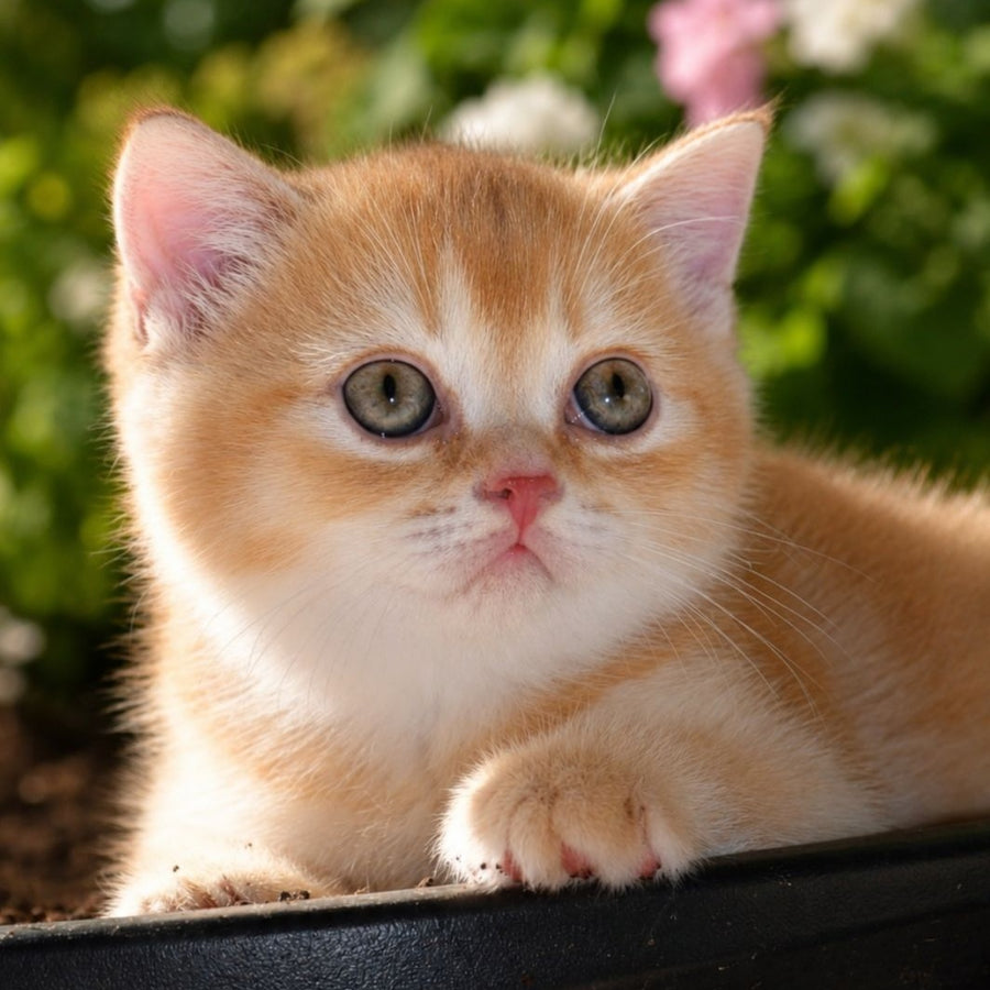 Oliver Scottish Straight male, red ticked tabby