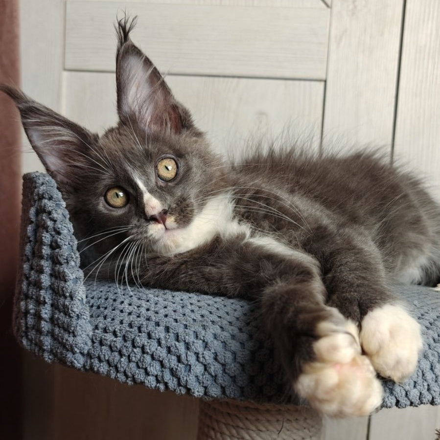 Amur Maine Coon polydactyl 7x7x6x6 male, blue bicolour
