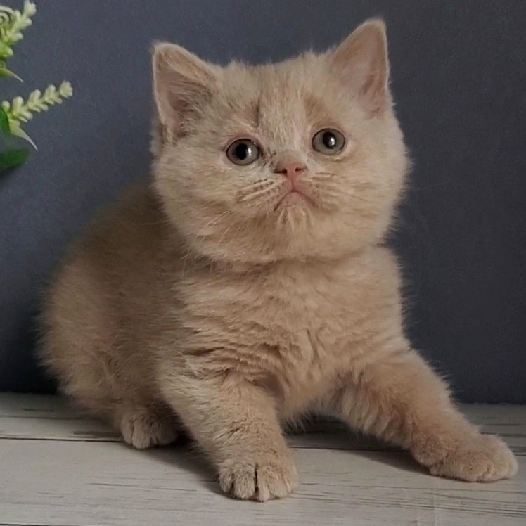 Felicia British Shorthair female, fawn