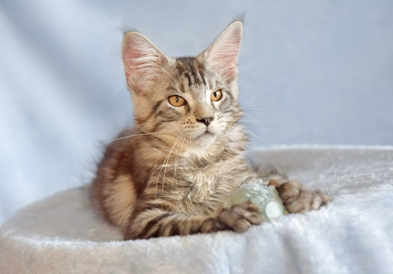 Uilliam Maine Coon male, black silver tabby