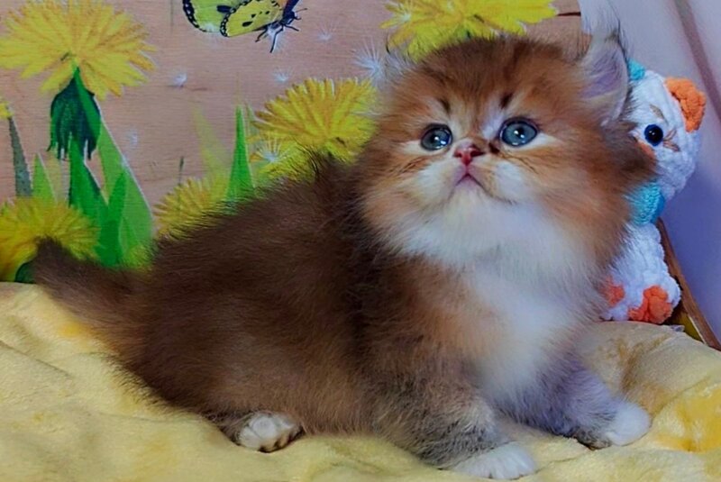 Nox British Longhair male, chocolate golden ticked tabby