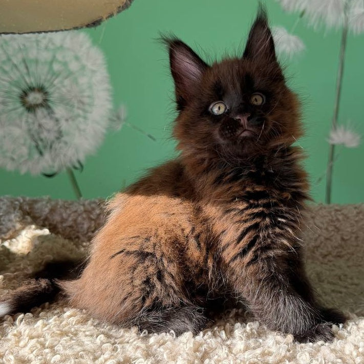 Arehie Maine Coon male, black with white