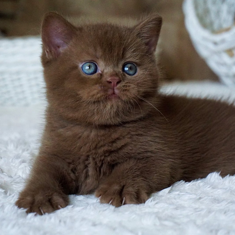 Miki British Shorthair male, cinnamon