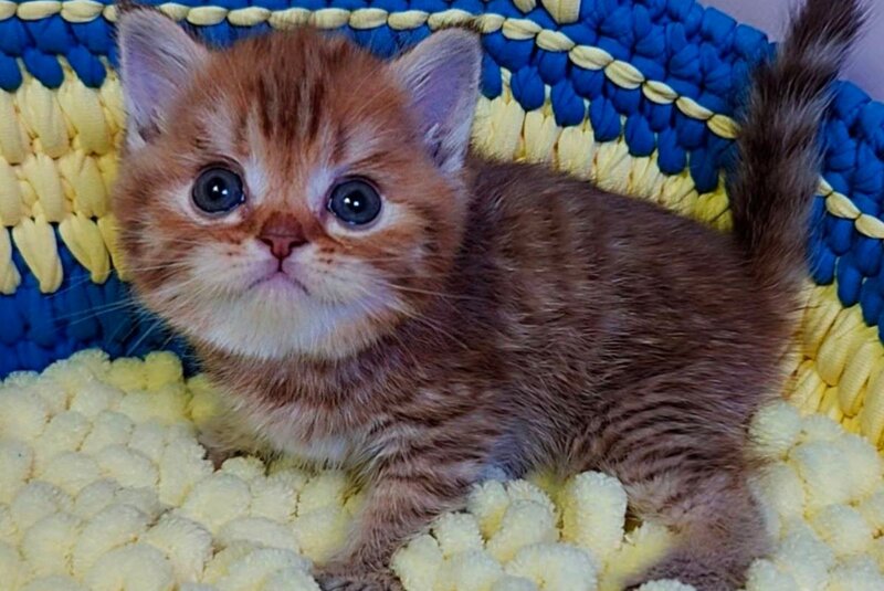 P-J Scottish Straight male, chocolate golden spotted tabby