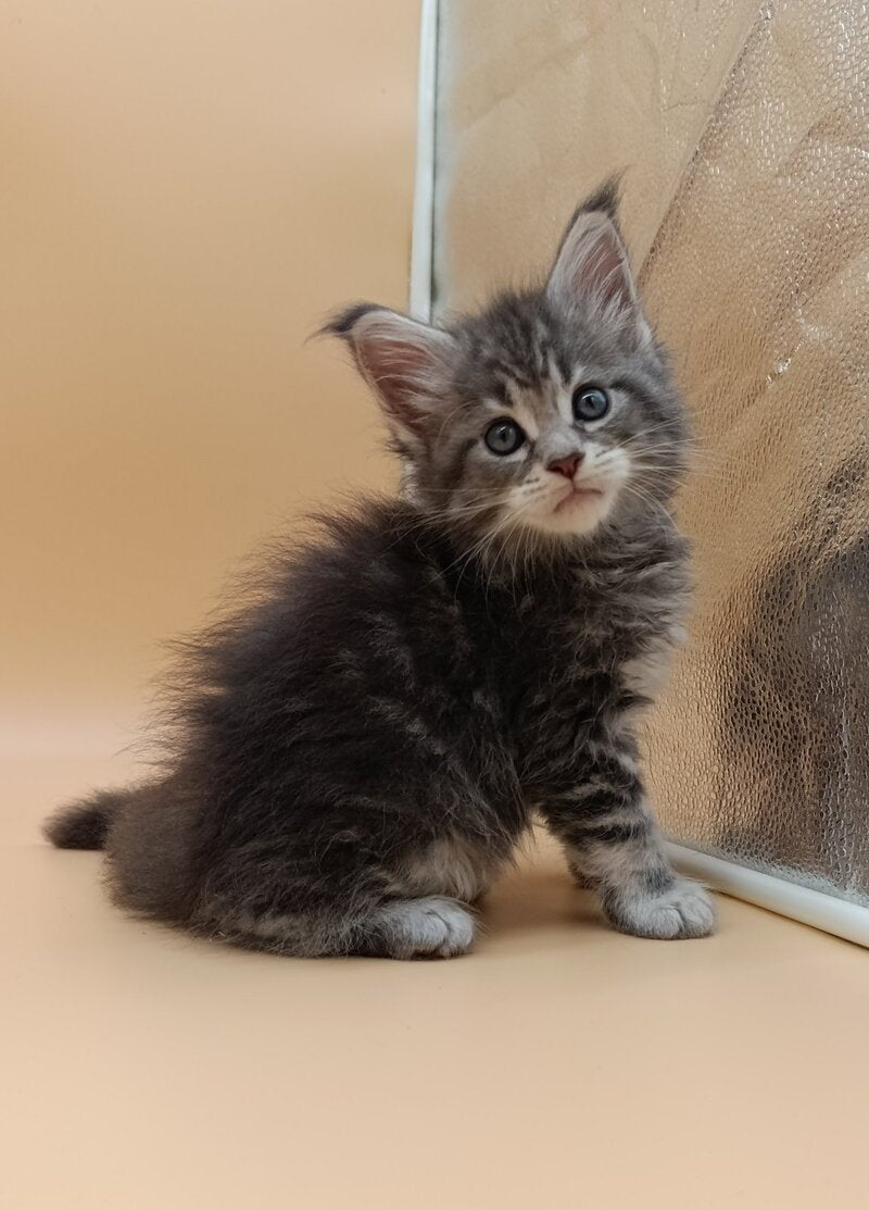 Duncan Maine Coon male, blue silver tabby