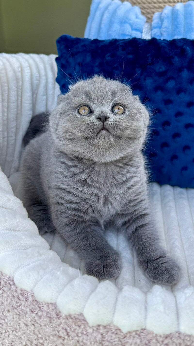 Trevor Scottish Fold male, blue