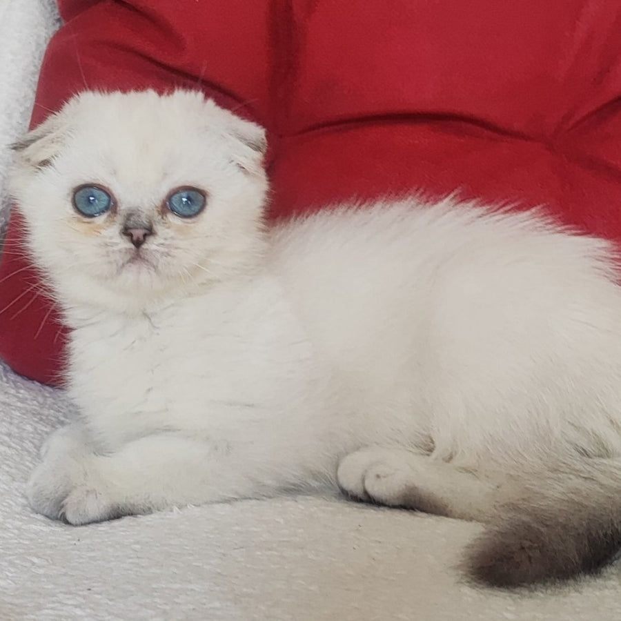 Xiomi Scottish Fold male, blue silver ticked tabby