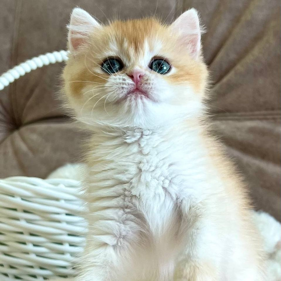 Zhorik British Shorthair male, black golden chinchilla