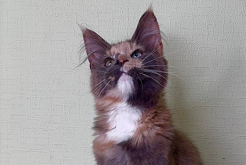 Mira Maine Coon female, blue tortie silver bicolour
