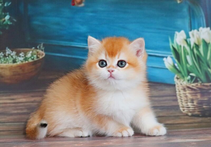 Vasilisa British Shorthair female black golden shaded - live animals