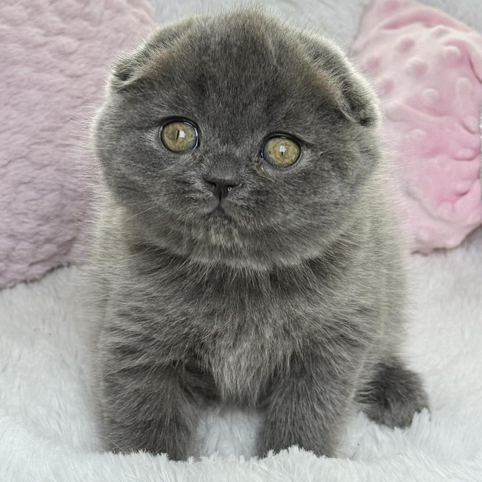 Xenia Scottish Fold female, blue