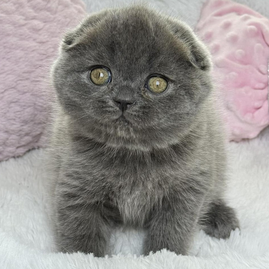 Xenia Scottish Fold female, blue