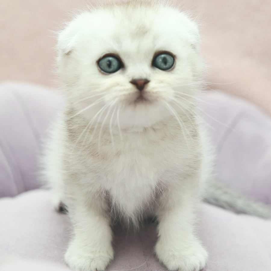 Jeet Scottish Fold male, black silver shaded