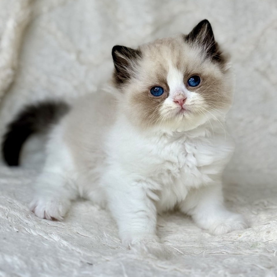 Yuka Ragdoll female, black bicolour