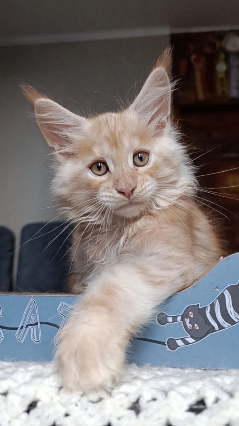 Orange Maine Coon male red silver - live animals