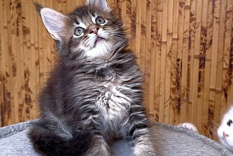 Uzhik Maine Coon male, black ticked tabby