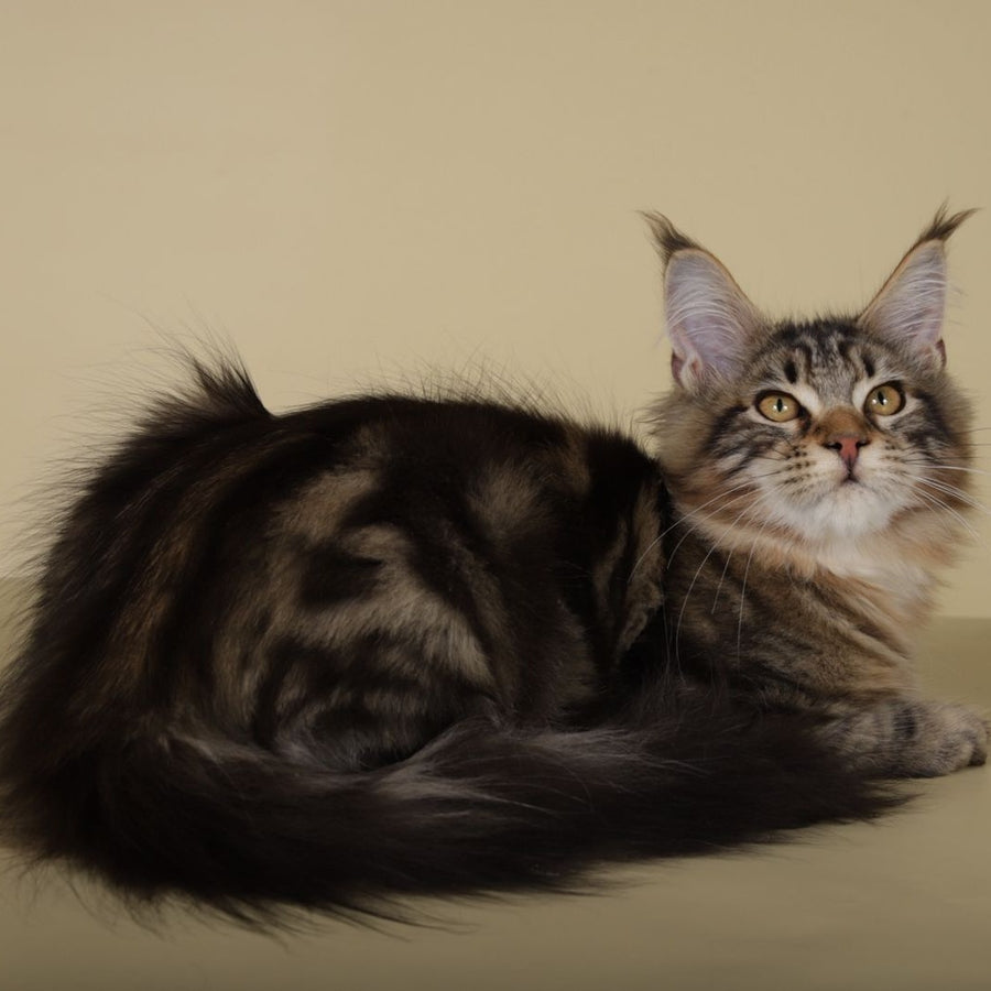 Gella Maine Coon female, black tabby