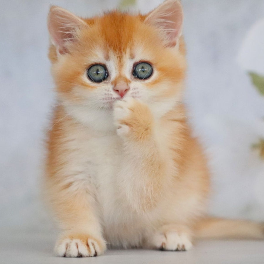 Zemfira British Shorthair female, black golden chinchilla