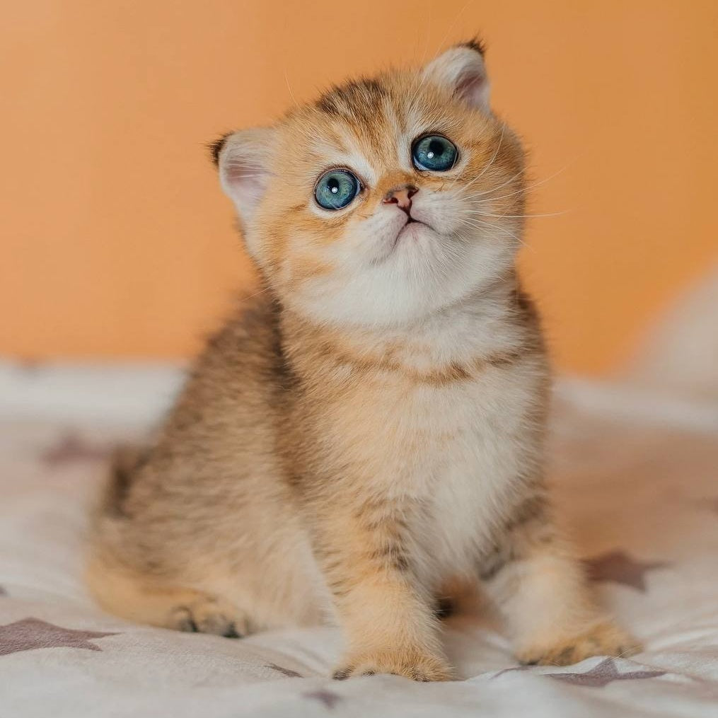 Gabby Scottish Fold female, black golden ticked tabby