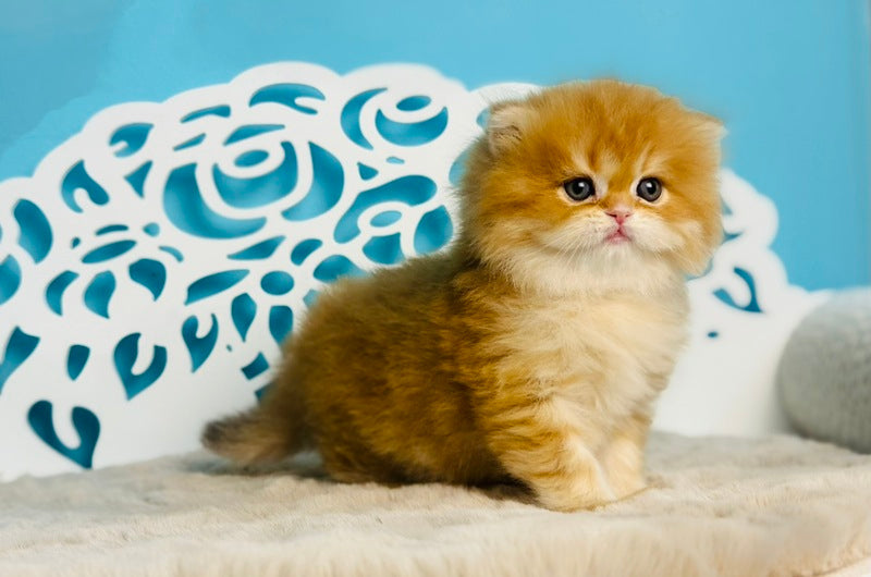 Umi Scottish Straight male cinnamon golden chinchilla - live animals