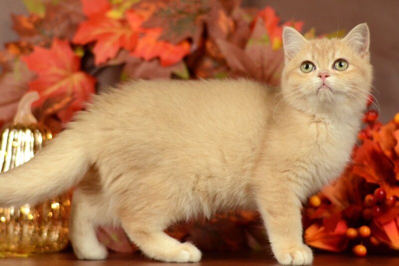 Sofi British Shorthair female, lilac golden chinchilla