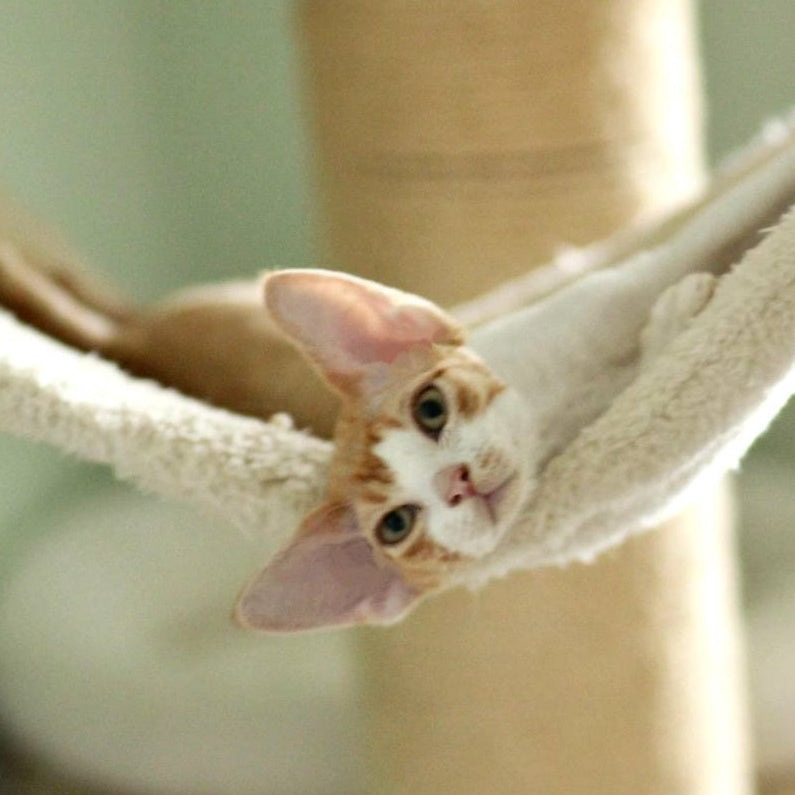 Oscar Devon Rex male, red bicolour