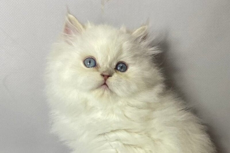 Tommy British Longhair male, lilac pointed
