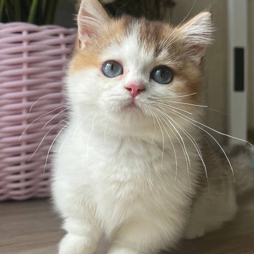 Bingo Munchkin male, chocolate ticked tabby harlequin