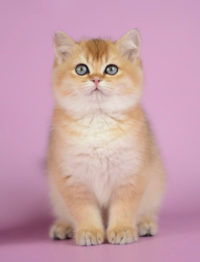 Vesta British Shorthair female black golden shaded - live animals